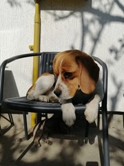 Roxy the two years old beagle loves to rest in the chair while Cinege the cat is sleeping under her. 