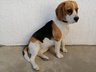Roxy the three colored two years old beagle is posing in Senta in 2020.