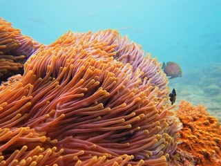 Naklejka na ściany i meble anemone close up