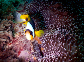 clownfish anemone close-up
