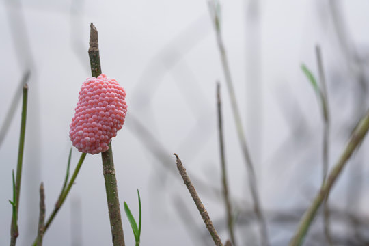 13 Best Golden Apple Snail Eggs Images Stock Photos Vectors Adobe Stock