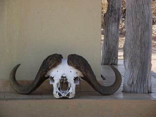 Buffalo skull