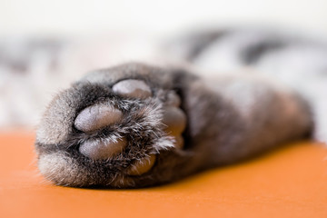 Paw of a gray cat on an orange background. Top view, minimalism. Cute picture. Concept of pets, cat...