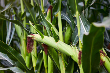 A green field of corn growing up. Agriculture on rainy season.