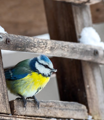 Blue tit at the feeder.