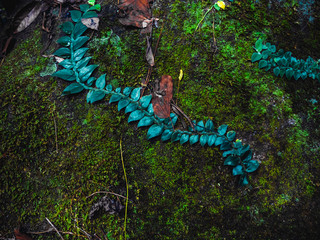 Close up. Beautiful green moss and plant covered on the ground.