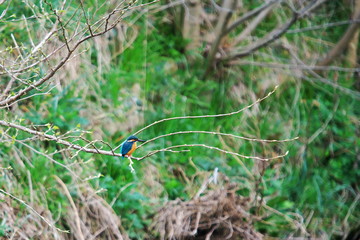 翡翠と春の景色