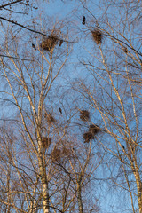 Raven nests on birches at sunset in early spring