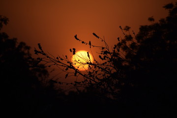 sunset with silhouette of birds and tree branches in hinterlands of India 