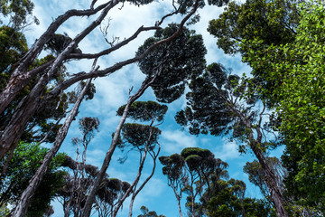 trees figure in blue sky