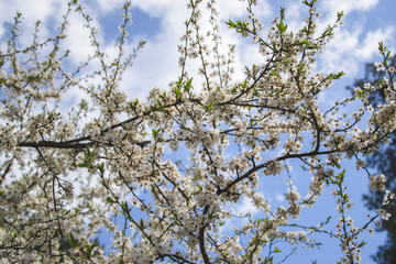 Apricot trees is blooming on blue background. Small white flowers with green leaves on branches. Greeting card. Spring season.