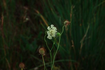 wild flower in the grass