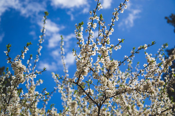 Apricot trees is blooming on blue background. Small white flowers with green leaves on branches. Greeting card. Spring season.