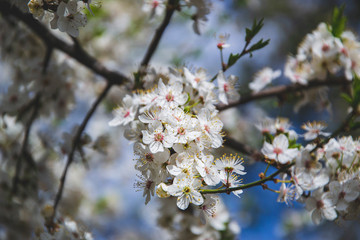 Close up picture of cherry flowers. Spring season and everything is blooming. Small white flowers of apple. Blue and green background. Nature wallpaper. Greeting card. 