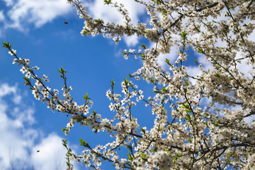 Apricot trees is blooming on blue background. Small white flowers with green leaves on branches. Greeting card. Spring season.