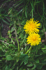 Close up picture of dandelion flowers in the garden. Green background from  grass. Wallpaper for phone. Nature view of spring season. 