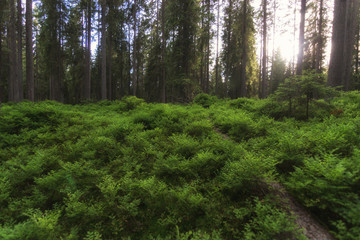 Spring forest with bright sun shining through the trees with green plant 