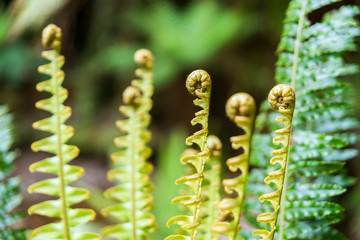 Green Ferns Closeup Object in forest