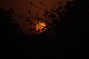 sunset with silhouette of birds and tree branches in hinterlands of India 