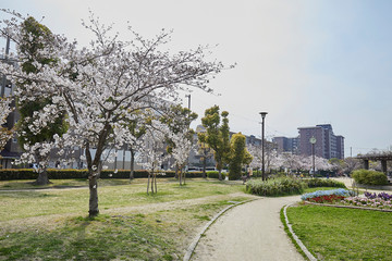 桜