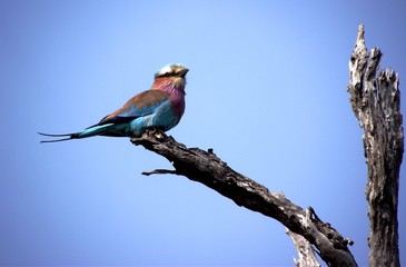lilac breasted roller