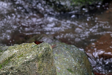 dragonfly by  small river