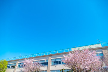 サクラと学校