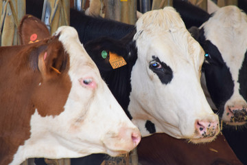 Vacas