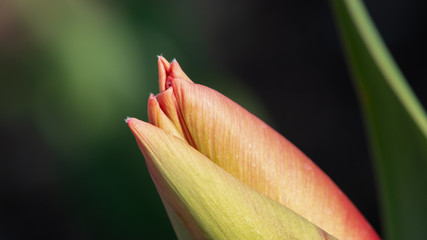 Tulpe geschlossen (2020-04)