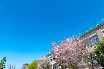 サクラと学校