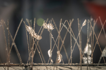 Bird control anti-roosting spikes in Florence, Italy