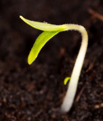 Tomato sprout emerges in the ground.