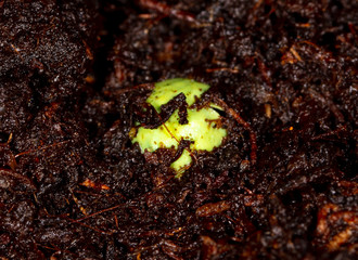 Tomato sprout emerges in the ground.