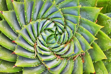 Spiralförmiger Kaktus