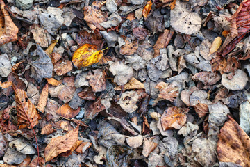 autumn leaves background