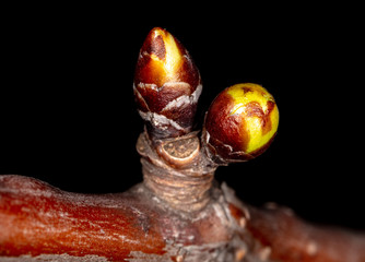 A bud opens on a cherry tree branch.