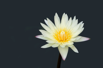 Close up of white and yellow water lily lotus  isolated on grey background with clipping path