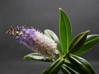 Hebe Great Orme close up of plant showing flowers and glossy leaves isolated against a dark grey background