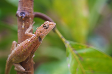 close up macro concept Garden lizard Oriental garden lizard, Eastern garden lizard, Changeable lizard or Calotes versicolor eating water on trees in the garden and sunlight.