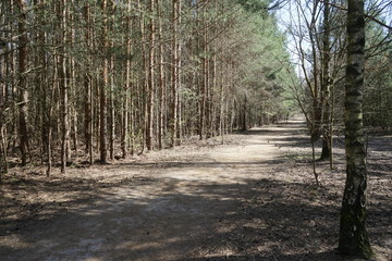 Fototapeta premium Der Berliner Mauerweg im Wald zwischen Sacrow und Kladow