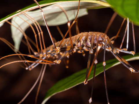 Long legged centipede (Scutigera sp.) in Bako National Park, Borneo