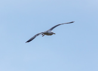 A seagull is flying in the sky.