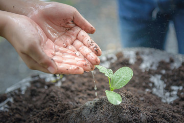Drops of water from the tip of the hand down to water the seedlings to grow in the soil. Selection focus at a seedling. © Possathorn