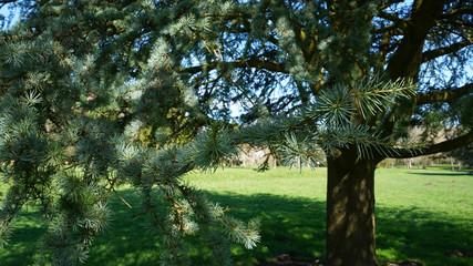 Fototapeta premium Beautiful spruce branch in the park