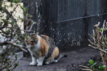cat in the garden