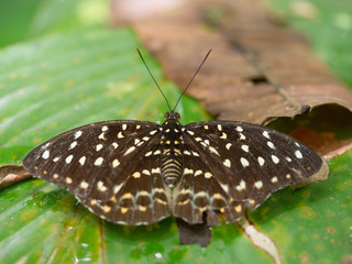 Black-tipped Archduke -  Lexias dirtea in Gunung Mulu National Park, Borneo