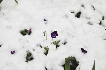 snow and flower