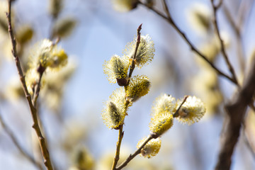 Flowers on willow branches in nature.