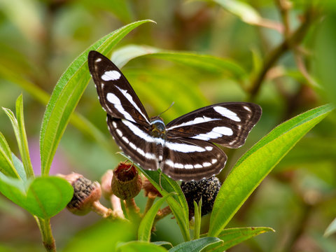 Colour Sergeant - Athyma nefte in Gunung Mulu National Park, Borneo