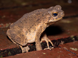 River Toad (Phyrnoidis aspera)  in Gunung Mulu National Park, Borneo